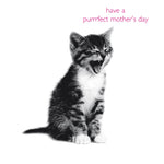 In Black and White Purrrfect Mother's Day Card