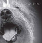 In Black & White Birthday Yappy