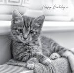 In Black & White Birthday Kitten