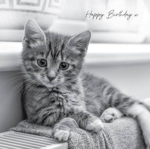 In Black & White Birthday Kitten