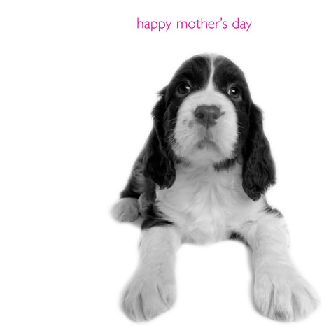 In Black & White Mother's Day Card Spaniel With Love