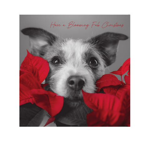 In Black & White Christmas Card, Dog with Poinsettia Plant