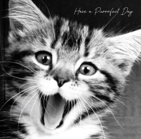 In Black & White Birthday Purrfect